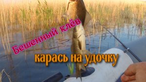 Ловля карася. Вечерний клёв на озере.