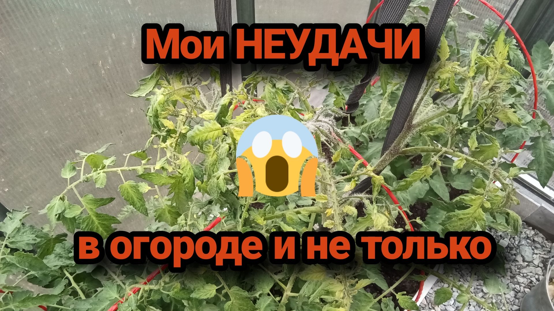 Мои НЕУДАЧИ в огороде и не только. смотреть онлайн