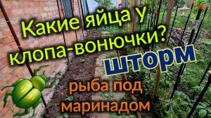 Какие яйца у клопа вонючки? Шторм , ливень. Рыба под маринадом. Ремонт дома СССР.