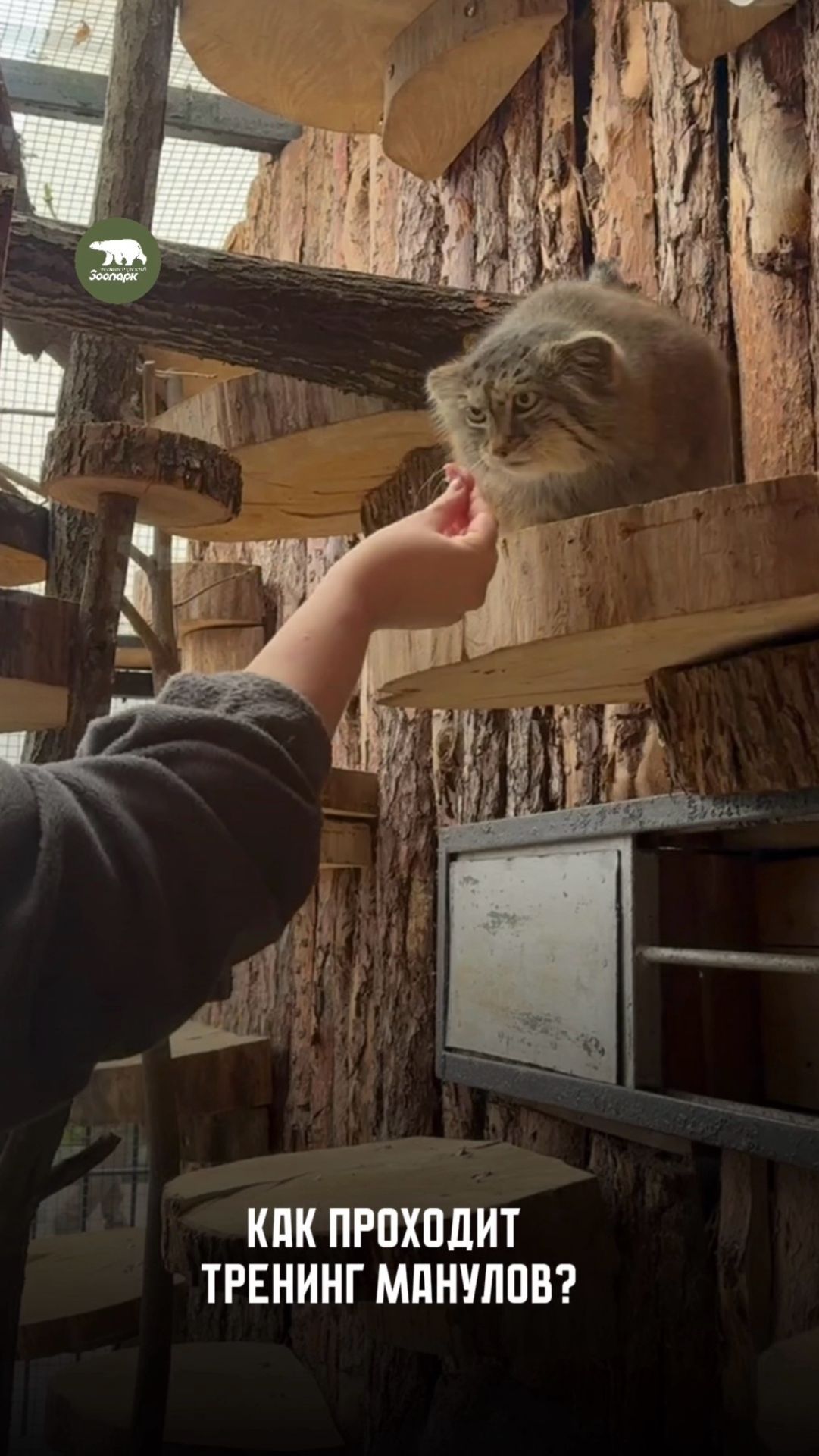 Как проходят тренинги манулов?🐾