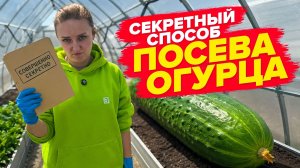 КАК ПРАВИЛЬНО ПОСЕЯТЬ ОГУРЦЫ