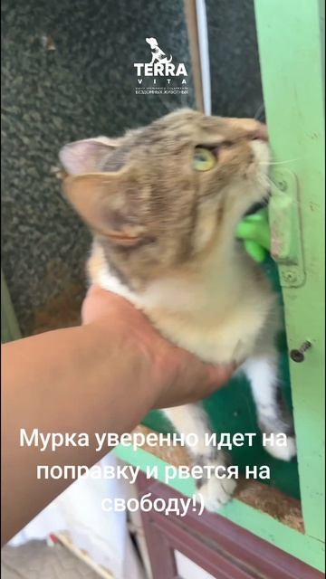 Мурочка