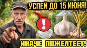Сделай это в первые дни ИЮНЯ и чеснок вырастает вдвое крупнее