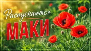 Распускаются маки