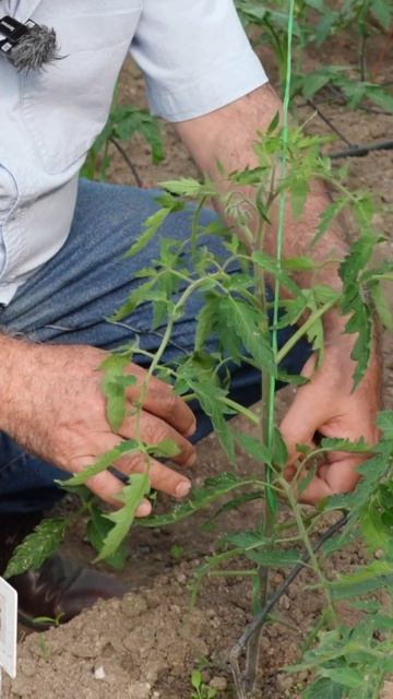 Пасынкование томатов 🌱🍅
