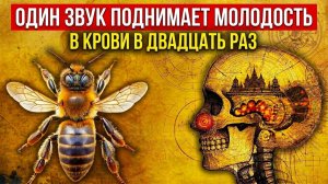 16. Один звук поднимает молодость в крови в двадцать раз | За Гранью Кода