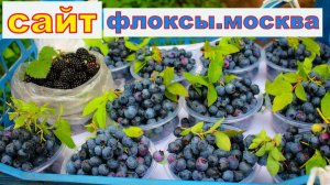 ГОЛУБИКА СИЕРРА крупноплодная ягода