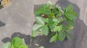 Посмотрим что у нас с клубникой  на грядках .