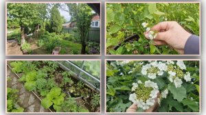 Собрала урожай 🍅🌿 в теплице. Улучила момент прошлась по огороду.