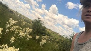 Таволга сбор