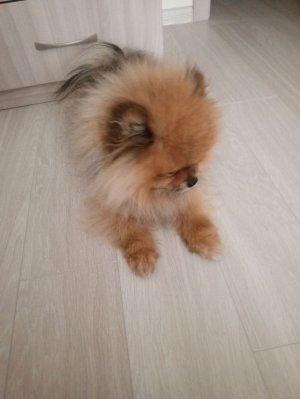 игрушка для собак