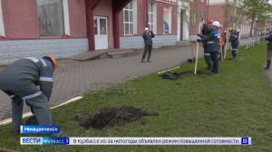 Горняки Распадской угольной компании восстанавливают лес