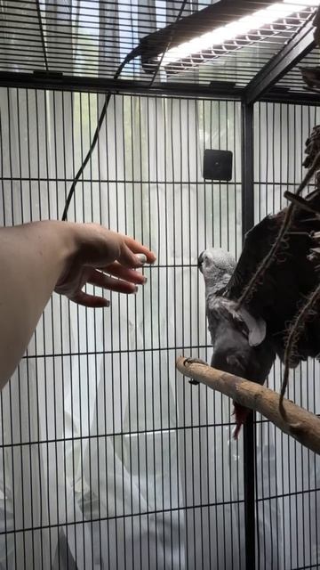 29-05-2026. Попугай 🦜 Жако. Боится ещё руку, убегает. смотреть онлайн