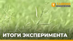 Аграрий из Нижних Серогоз провел эксперимент с ранним посевом рапса