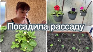 Выходные на даче. Высадила рассаду. Купила петуньи.