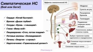 Вегетативная нервная система. Синапс