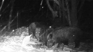 Снова они! Дикие кабаны без маскировки — встречайте старых знакомых