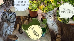 Кошка Морошка помогает с утренними делами. Курочка фазанка пришла попастись на овсах