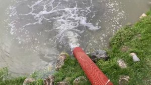 привоз осетра 200 кг на малый водоём