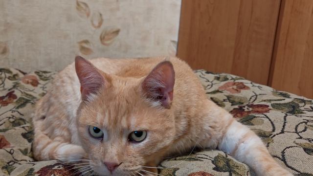 Реакция кота на видео для кошек #2 смотреть онлайн