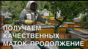 ПОЛУЧАЕМ КАЧЕСТВЕННЫХ МАТОК. ПРОДОЛЖЕНИЕ