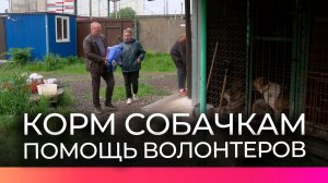 Неравнодушные новгородцы и волонтёры продолжают поддерживать центр содержания животных «Жизнь»