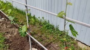 23-26.05.26. Рынок. Наши ростишки. Убрали два дерева.