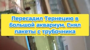 Пересадил Тернецию в большой аквариум. Снял пакеты с трубочника