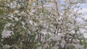 Муж купил рассаду помидоров, высаживаем вместе!)))
