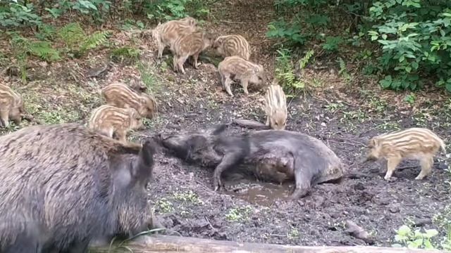 Кабаны видео фото ловушки смотреть онлайн