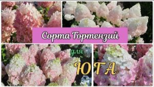 Список сортов ГОРТЕНЗИЙ для Юга 🌱⛱️🌞 Поздние и устойчивые сорта