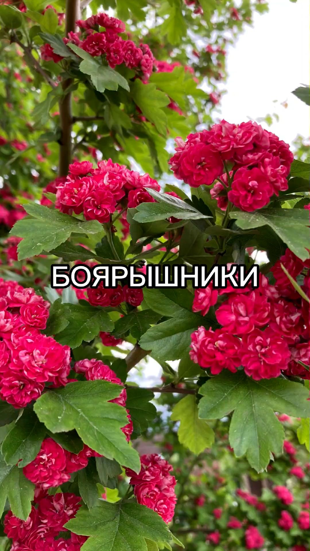 Боярышник - незаменимая красота в вашем саду!