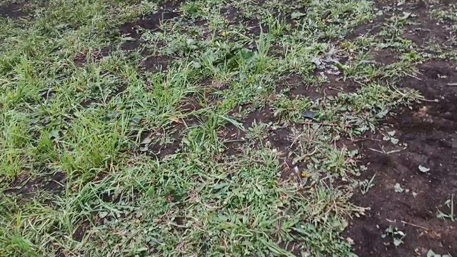 экскурсия по зоопарку (поход) смотреть онлайн