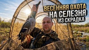 Весенняя охота на селезня