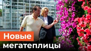 2,5 миллиона цветов. Как выглядят новые мегатеплицы в Казани