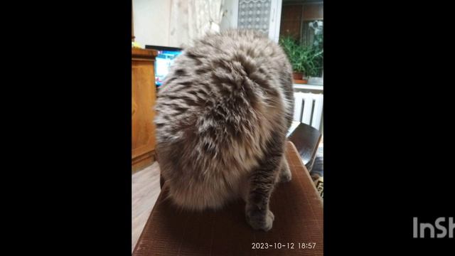 Картинки моего кота Васи с расслабляющей музыкой смотреть онлайн