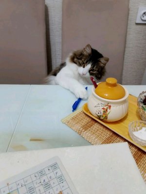 Жизнь кузи