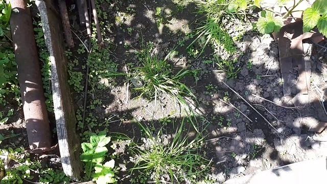 2496.  Сорняки долой с участка!