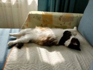 Жизнь кузиии