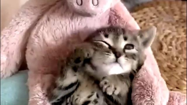 Заставка для видео Просыпающий кот № 584