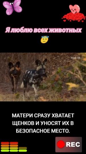 Я люблю всех животных😇