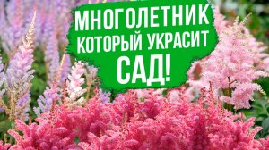 Этот многолетник должен быть в каждом саду! Почему мы так любим астильбу?