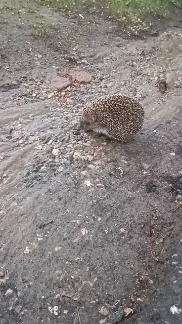 Ёжик около дома)