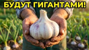 ИЮНЬ Секретная подкормка чеснока для ГИГАНТСКОЙ головки! Сделайте это за месяц до сбора урожая