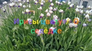 Ирисы у нас цветут/ О селëдке