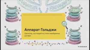 Биология 10 класс § 18 Вакуоли Комплекс Гольджи Лизосомы