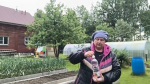Как помочь томатам в холодную погоду.