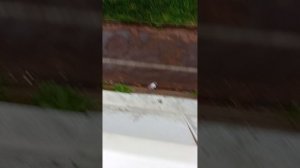 гуляем с босиком на балконе