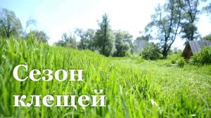 С апреля в ЛНР клещи укусили почти 450 человек