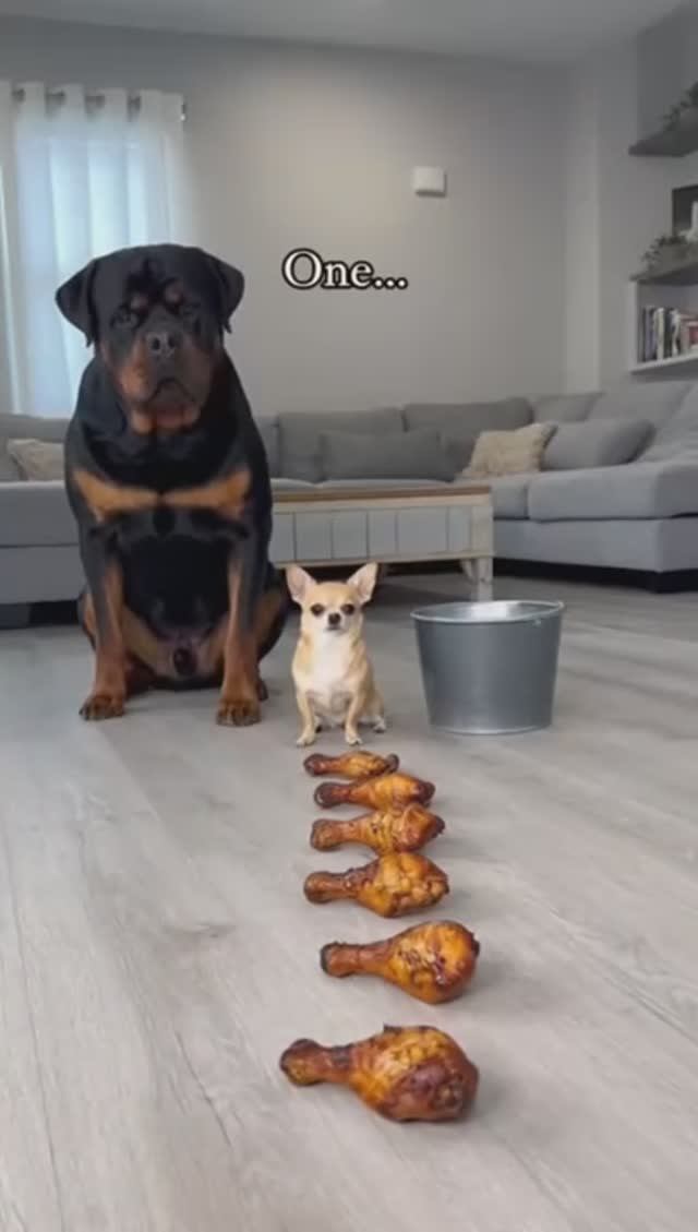 Большой и маленький пёсик😉